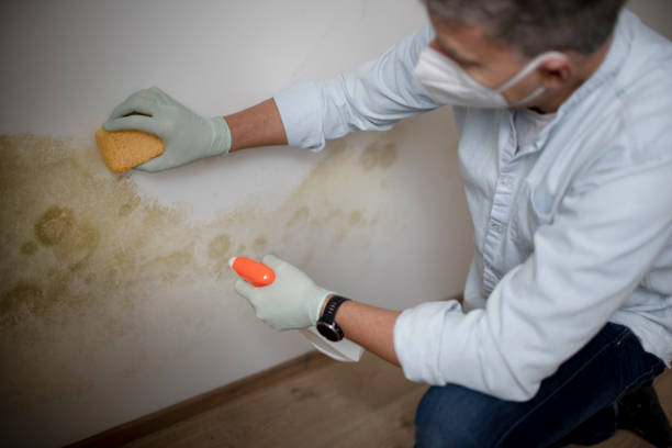Best Attic Mold Remediation in Yankton, SD